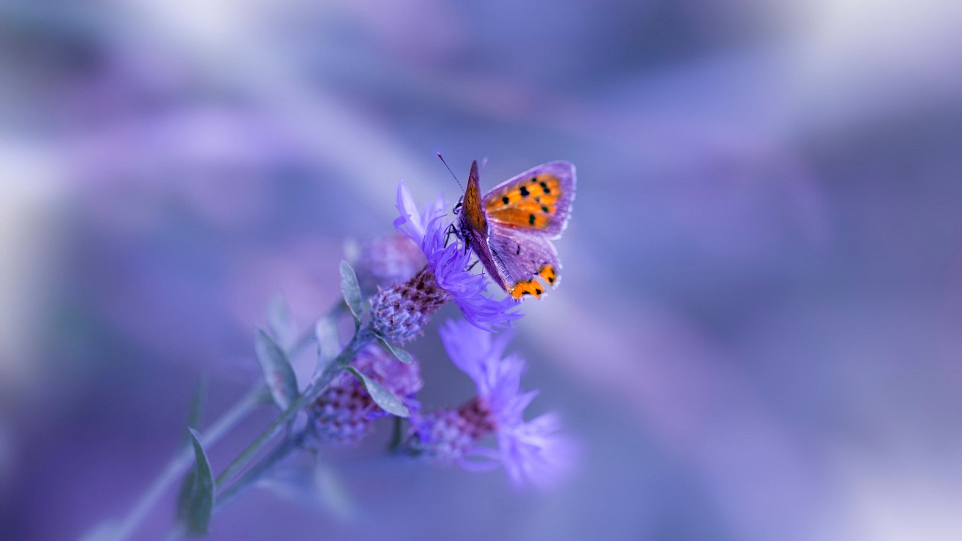 开云官方网页登录-“未来已至：智能赛车引领极速新纪元”，中国智能车未来挑战赛参赛学校