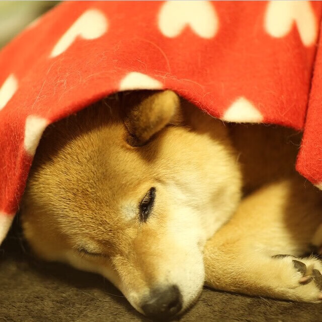 “未来已现:新能源赛车引领加速革命”,新能源赛道结束了吗