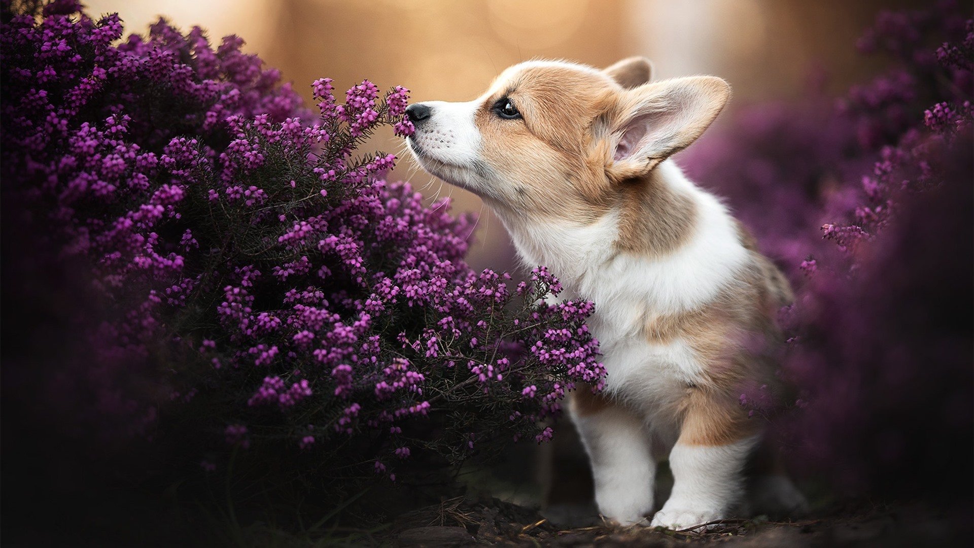 【全球化未来】科技让棒球跨越地域,成为真正的“国际运动”!