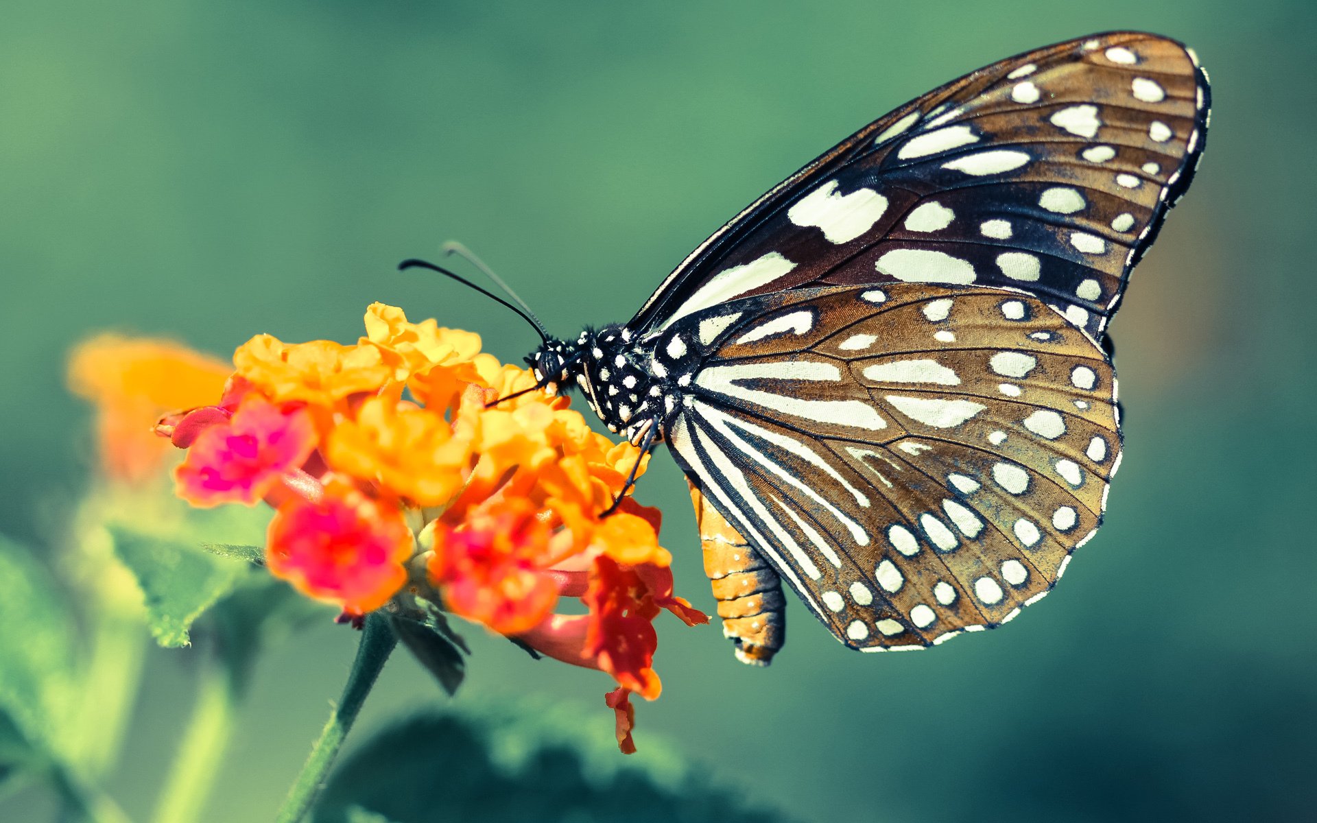 开云·Kaiyun网页版-国王发布“城市之光”主题球衣，致敬萨克拉门托夜景，城市之光进行曲萨克斯