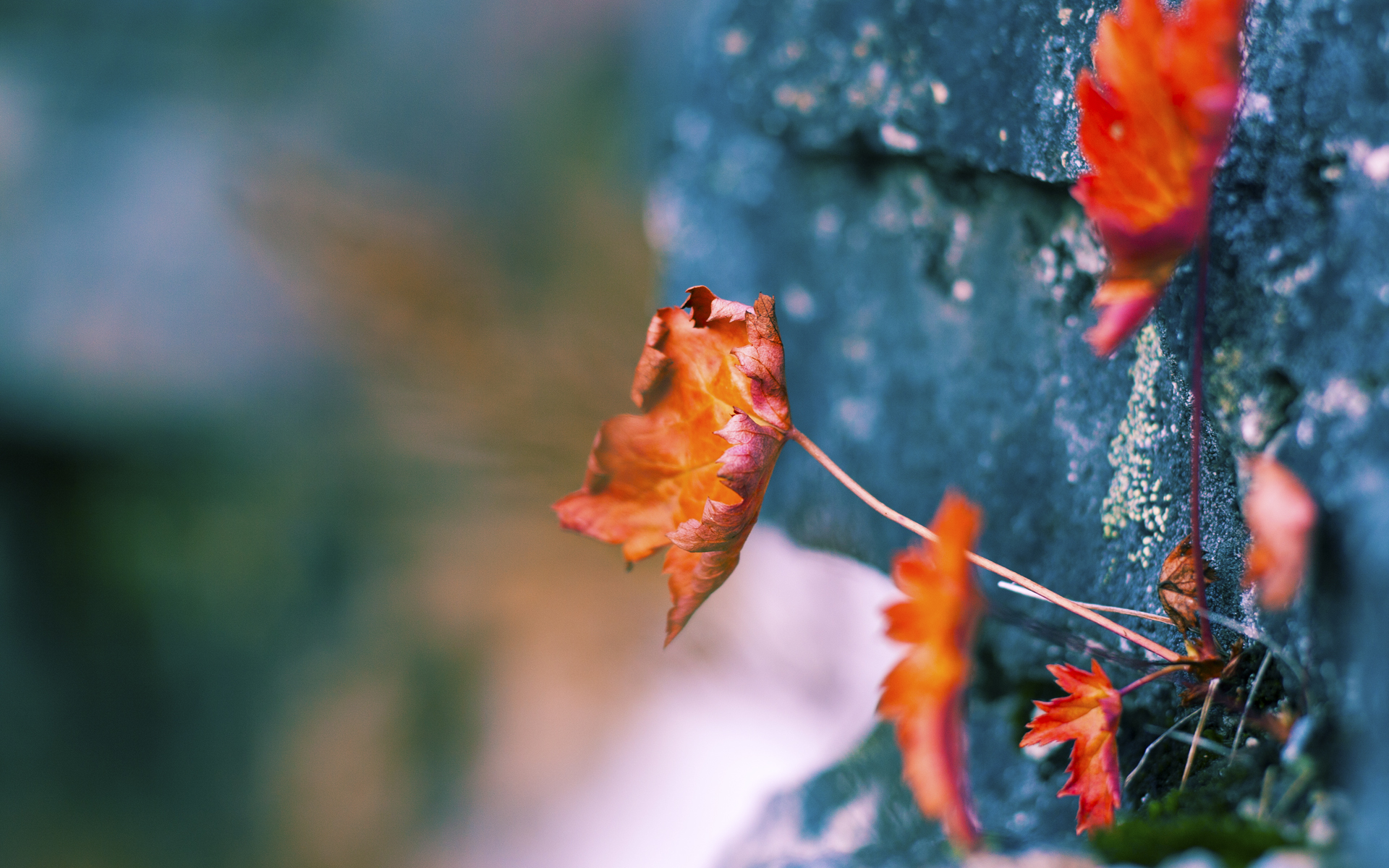 日本新星点燃希望之火!,2020日本新星