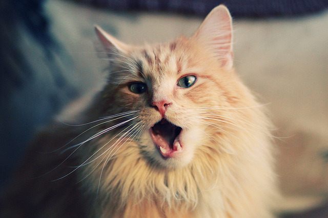 欧冠“星光熠熠”:年度最佳球员是谁?,欧冠最佳阵容颁奖