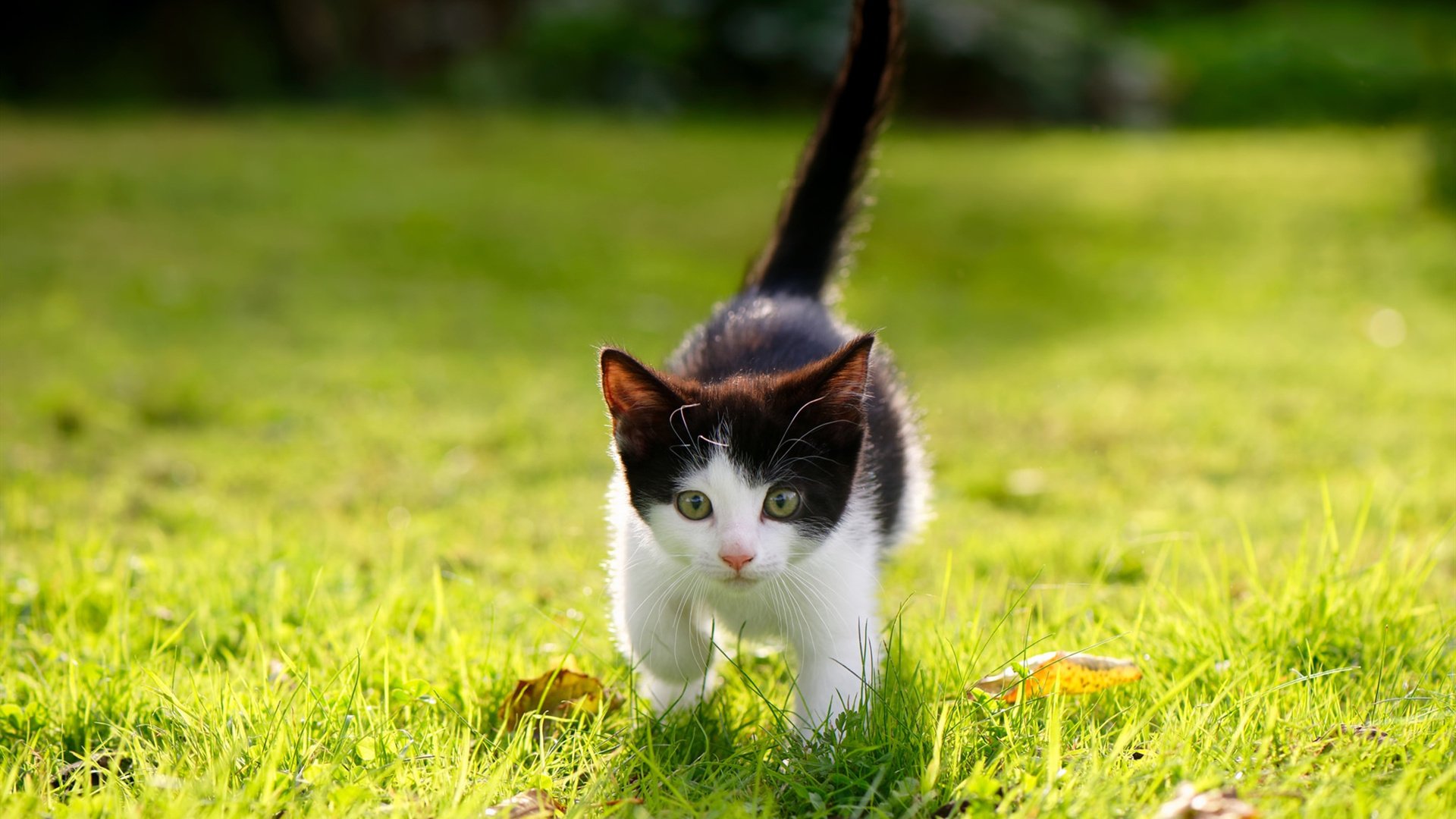 跨界合作:NBA与潮流品牌推出联名商品,nba联名款衣服怎么介绍