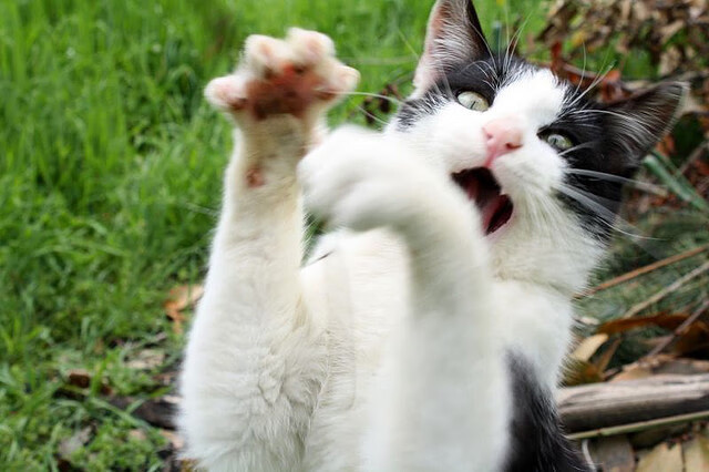 kaiyun体育app-利物浦遭遇劲敌，欧冠前路任重道远，利物浦欧冠出线了吗