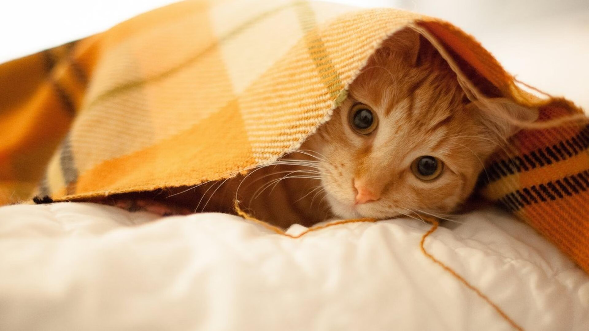 国足外籍教练团队优化战术体系,国足外籍教练有哪些人