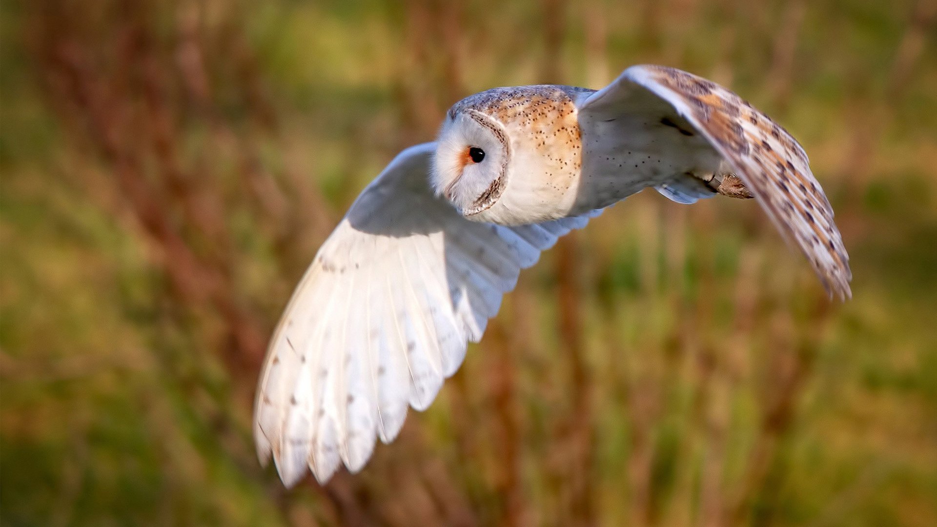 比利亚雷亚尔主场战胜马洛卡,重返胜利,比利亚雷亚尔主场战胜马洛卡,重返胜利了吗