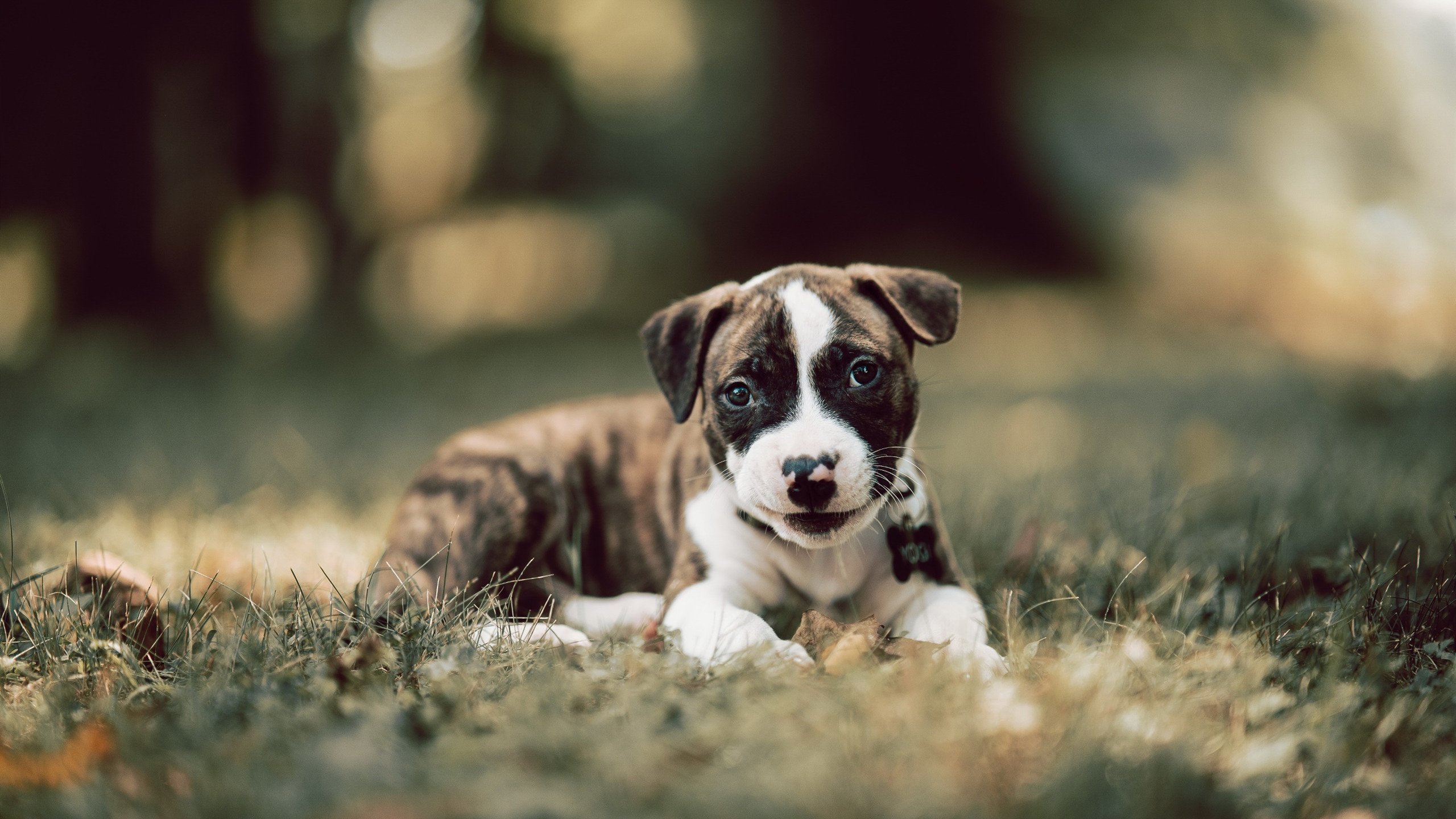 KAIYUNAPP-综合网球赛程全面更新，网球综述