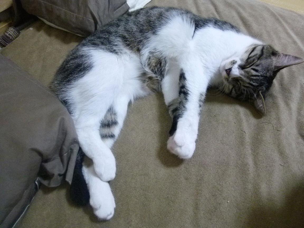 kaiyun.com-中国篮球教练员领导力培养及团队管理研究，篮球教练组成员的架构