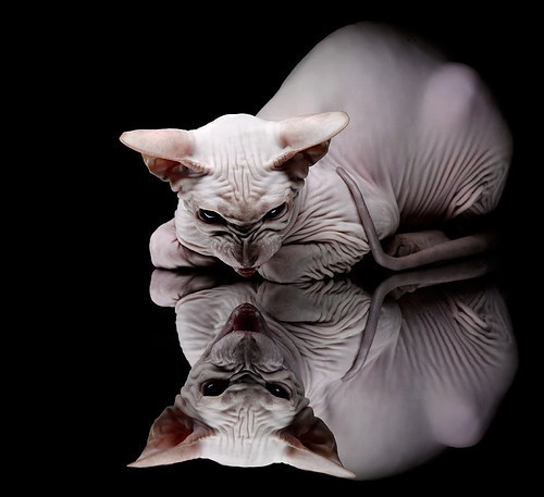 中国足球球员抗压指数模型分析