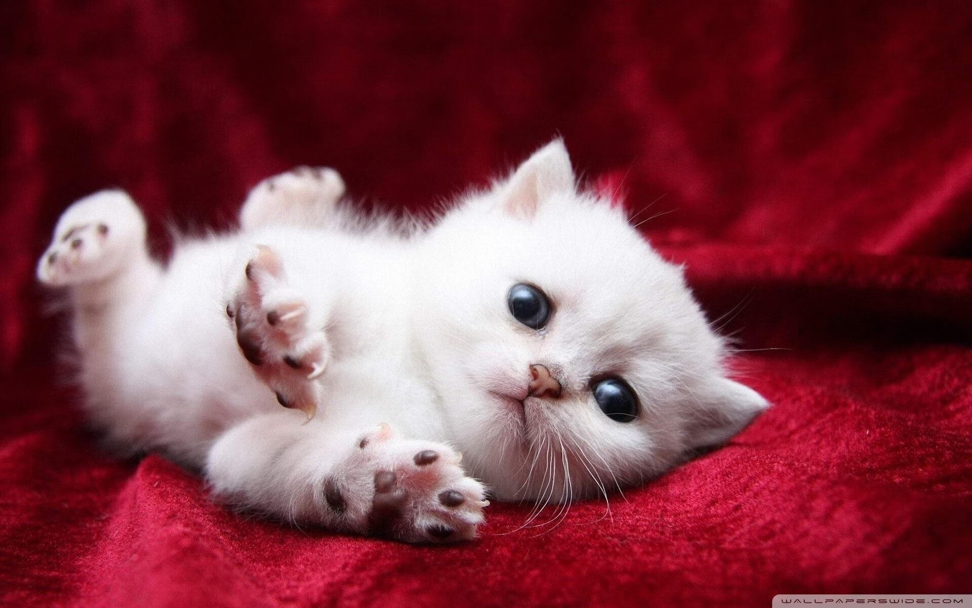 中小学生居家运动行为研究与干预策略设计,小学生居家运动指南