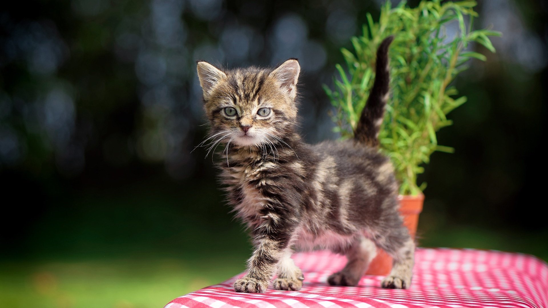 国足比赛前期压制与后期控场关系趋势,国足调整