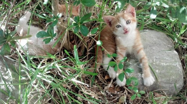 Chinese Taipei团队未来发展：创新与合作引领新篇章，taipei act