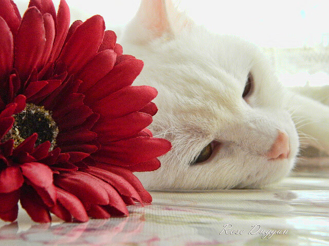 中国三人篮球男队打造稳定持球核心,中国三人篮球男队战绩