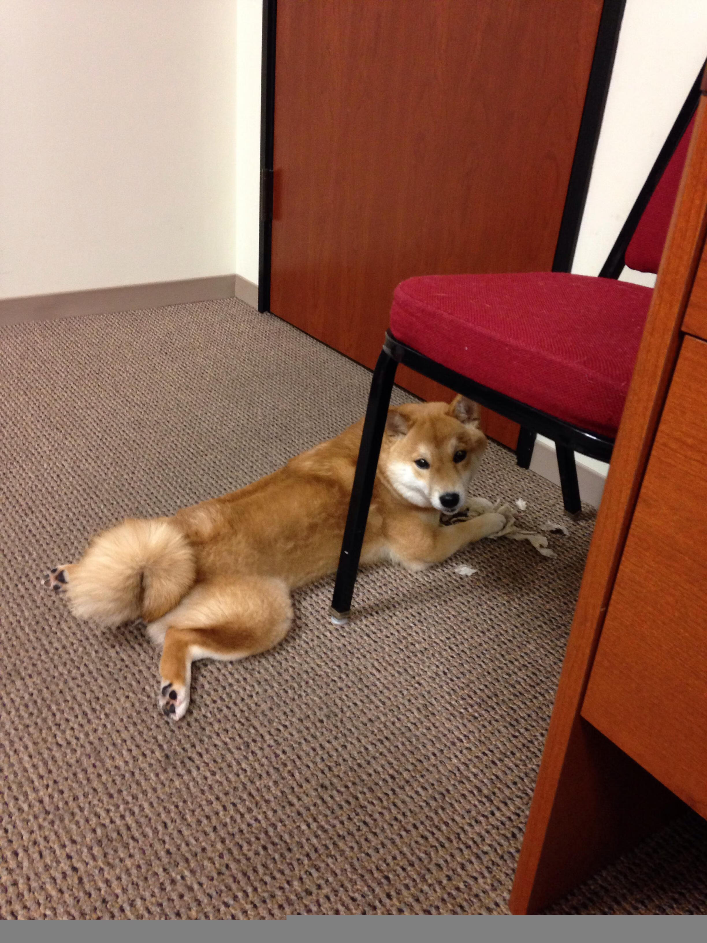 开云体育APP下载-冰球俱乐部联赛发展势头强劲，冰球协会