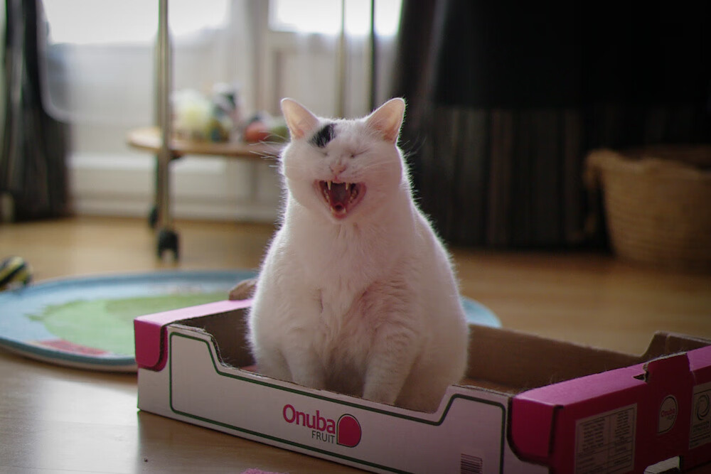 kaiyun体育综合-尼克斯教练谈提高进攻多样化应对防守阵容，尼克斯训练