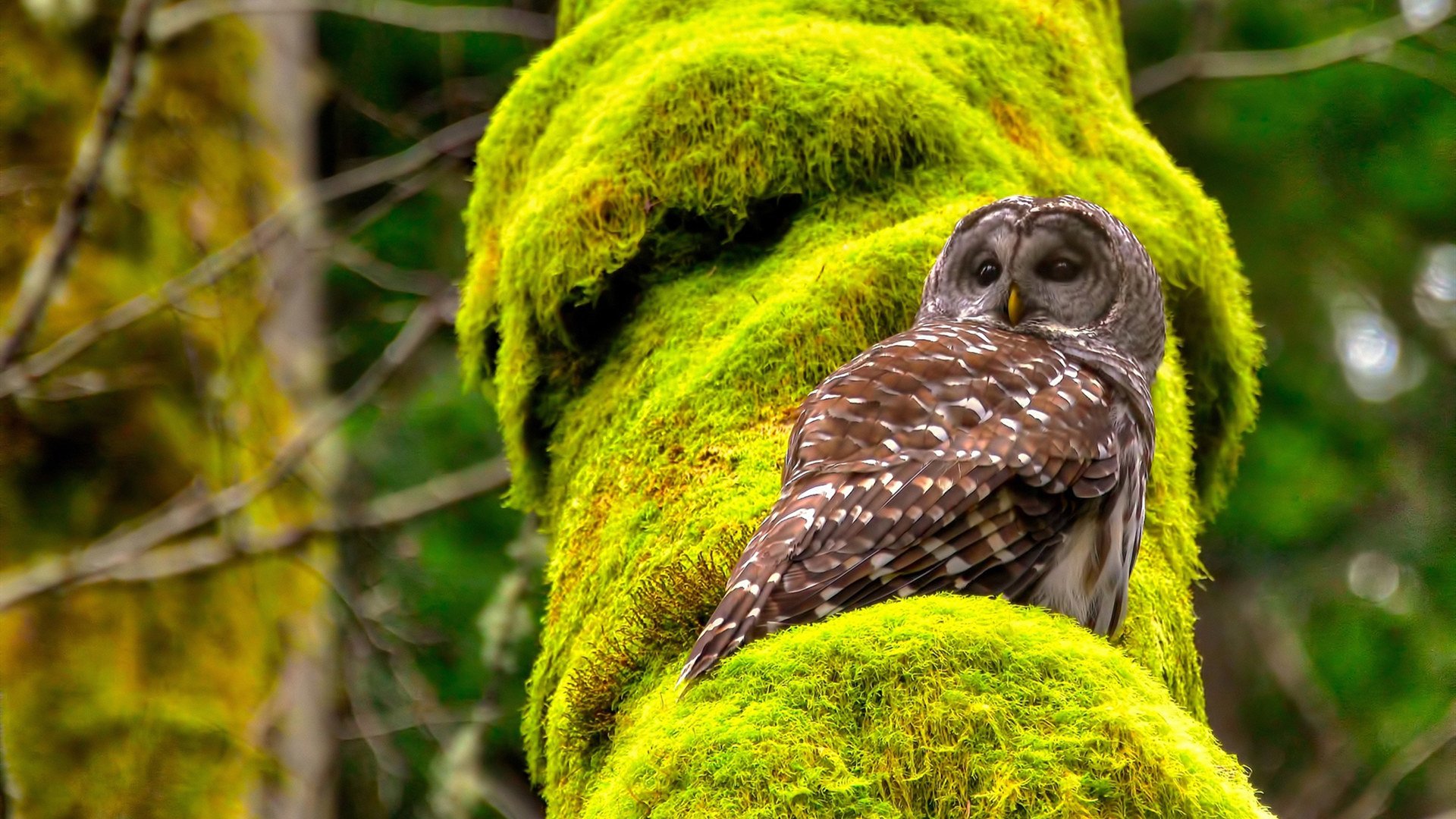 开云网页版登录入口-德甲战术多变：阵型调整带来惊喜不断，德甲分组