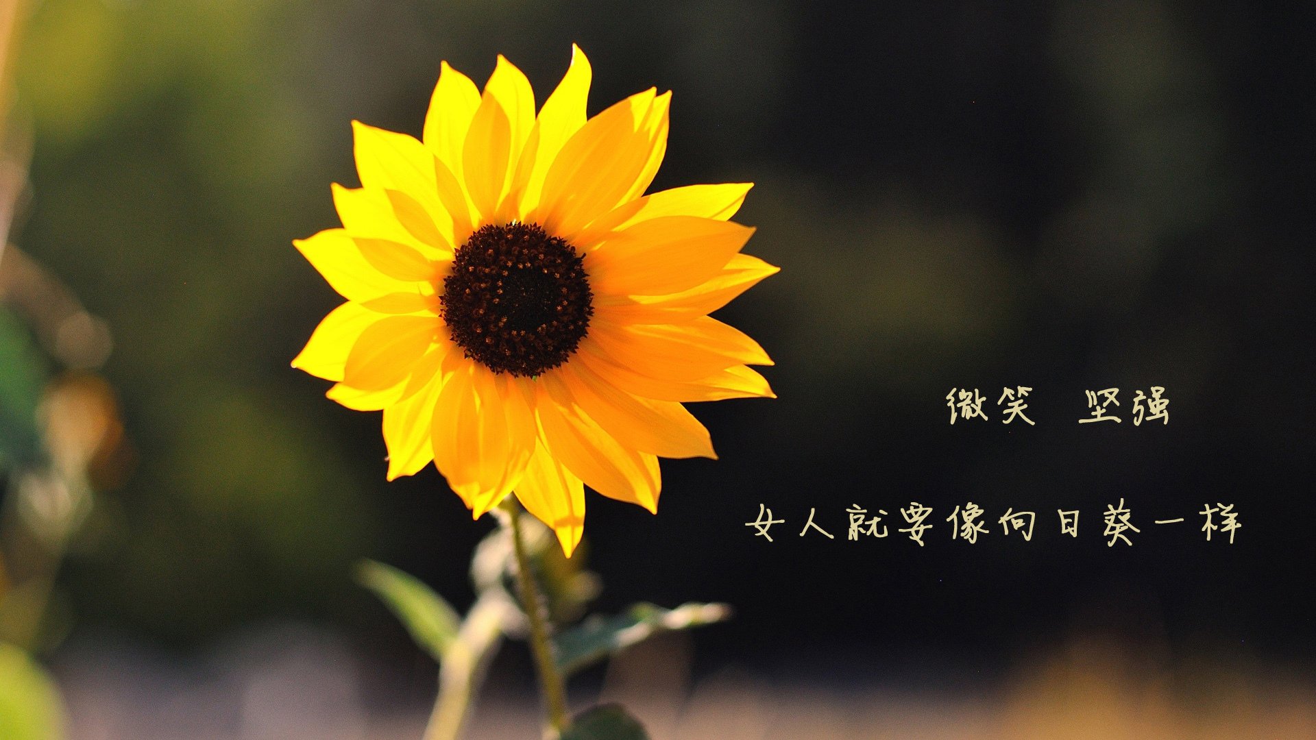 德甲战术多变:阵型调整带来惊喜不断,德甲分组