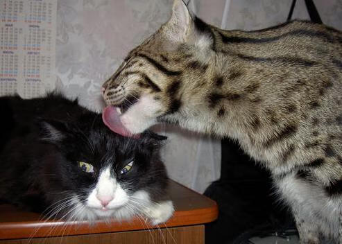 开云体育-混合泳接力奥地利团队合作出色，混合泳接力 奥运